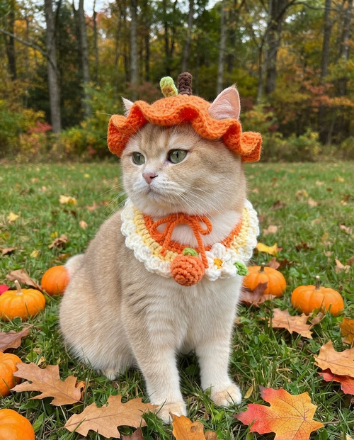 Pet Crochet Hats